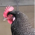 Chicken's very random group