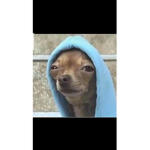 Die Kuhle Ganggg