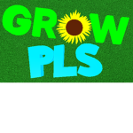 Sunflower Grow