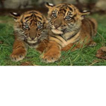 Kittys children