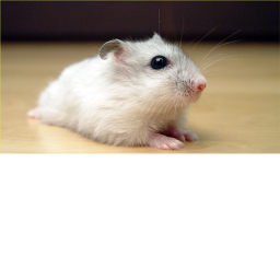 hamsters funeral