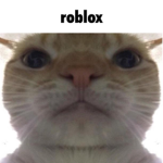 roblox cat picture cuz why not