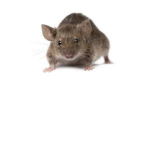 MAGIC RATS.