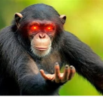 Monke kingdom!!!!