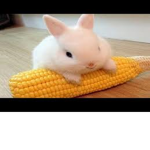 Funny Bunnys are awsome!