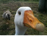 reboduck