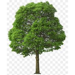 Noob Forest