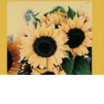 Bloom your flower