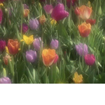 Siimply_Tulips fan group!