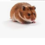 Only hamsters are allowing my group