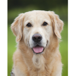 Golden Retriever dog fans