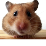 RatGroup