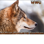 Wolfkins Wonderful Creations