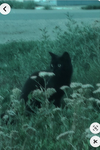 -Kitty'-