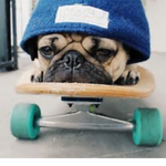 Pugs and cats 4 life