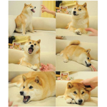 DOGES GROUP WE LOVE DOGES