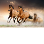 Horse Owner Club