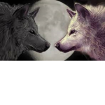 Turkey Wolf