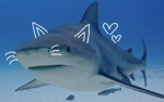 Safe space Sharks