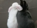 bunny heaven!! Group Thumbnail