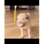 Doggies, kitties, Animals eat potatoes