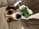 The doggy’s game Studio