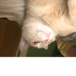 høñėy šqūåd