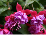 Fuchsia Clothes