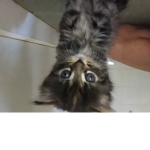 The kittiė