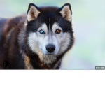 Huskys siberianos