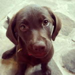 Hunter Da Doggo
