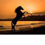 || Horse Fan Group ||