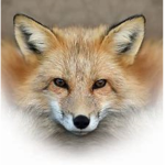 Red Fox Obbys
