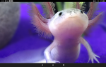 Axolotl hide out