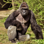 Primate Power
