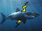 Raging Sharks
