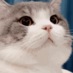 the cat alley