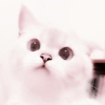 kittencore!