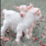 ~*Goats studio*~