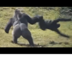 Superior monke group