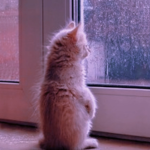 【kitten world】