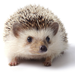 🔥running  Headgehogs🔥