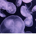 *+ Jellyz! +*