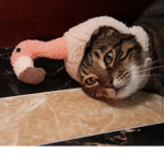 Cat group an alpha