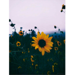 JooJs