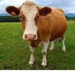 Coolcow Fam Group
