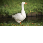 Goosey goose group