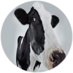 The Moo Moo Empire