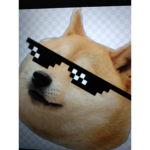 Doge hype