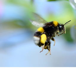 Bumble Bee Worker Training